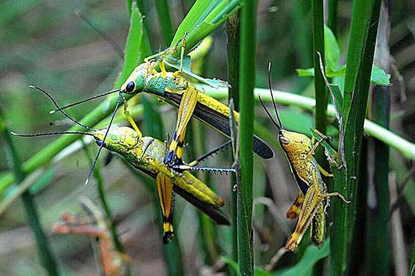 云南千亩竹林遭竹蝗啃食，应该如何防范竹蝗入侵？