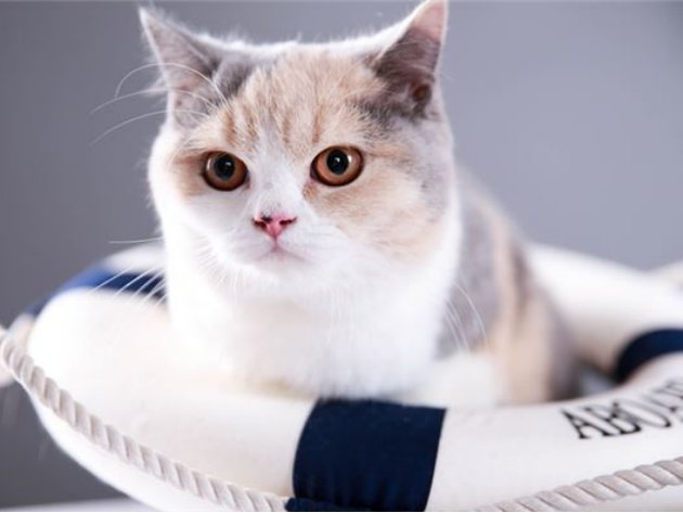 宠物好听的独特名字