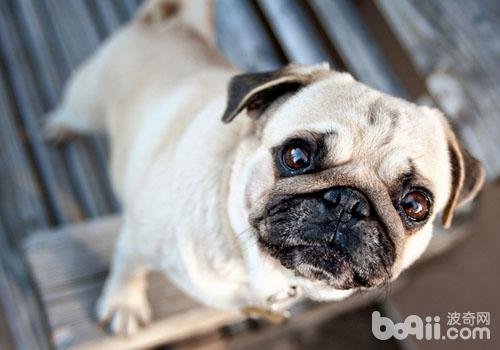 巴哥犬价格是多少？