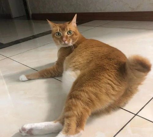 网红猫敦敦去世上热搜，年仅6岁，它为何能火上热搜？