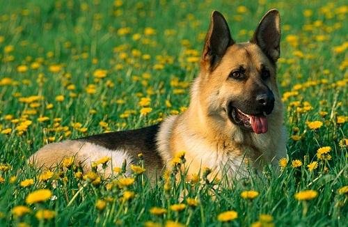 德牧壮壮被警察枪杀，原因是什么？