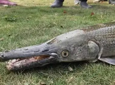 汝州捕“怪鱼”鳄雀鳝现场：消防员进涵洞勘察，为何这一生物这么难以捕捞？