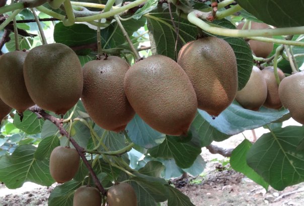 陕西秦岭发现“野生猕猴桃树王”，这棵树有什么价值？