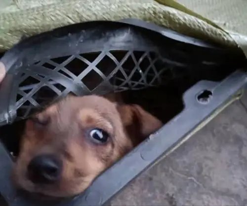 中通快递因宠物盲盒被约谈，为何中通越来越惹人嫌？