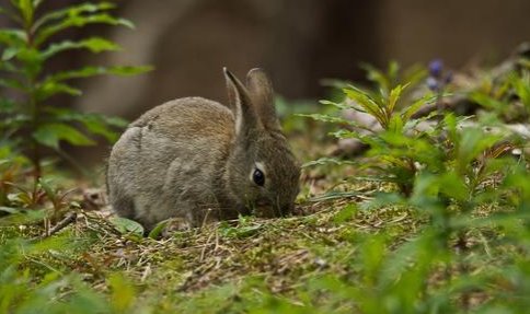 花牛歌仿写诗词。