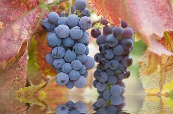 丰硕的意思是什么？