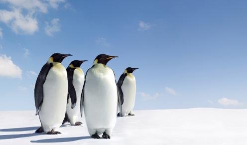 大部分企鹅生活在南极还是北极？为什么？