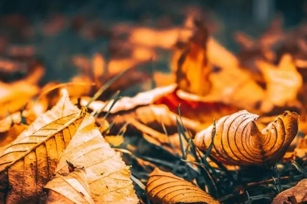 秋意指的是什么