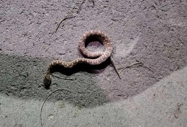 农村十大毒蛇排行榜