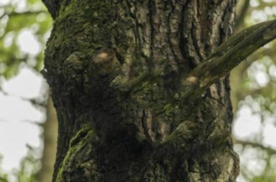 橡树是制作家具的上好木材，对吗？