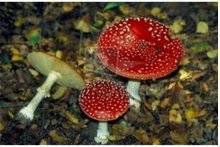 粉木耳是什么意思 图片