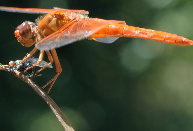 蜻蜓咬人有毒吗