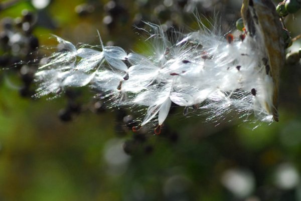什么植物？可以用风传播种子。