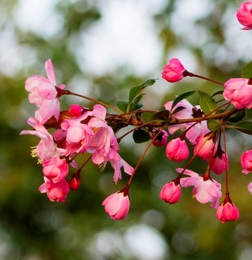 什么是海棠无香？